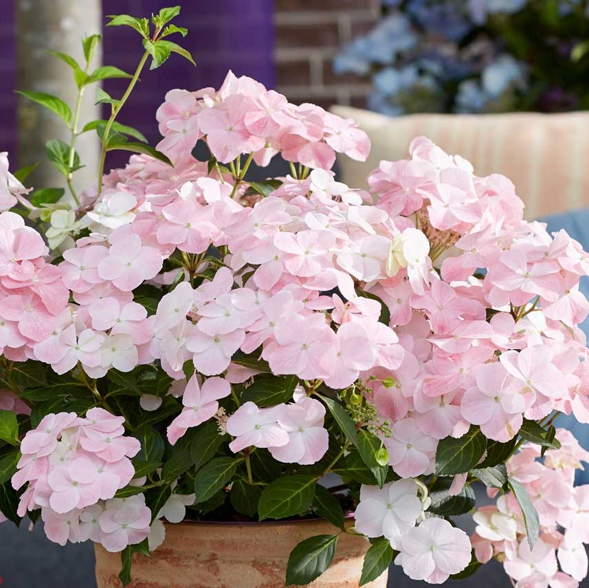 Гортензия гибридная Френч Болеро в тубе